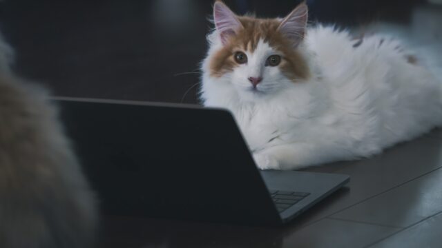 WEB会議する猫